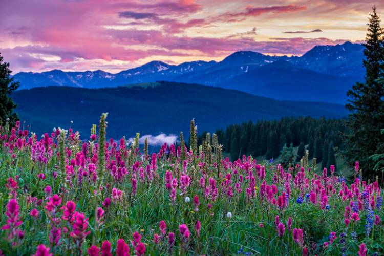 Wildflowers in the Summer in Vail, Colorado