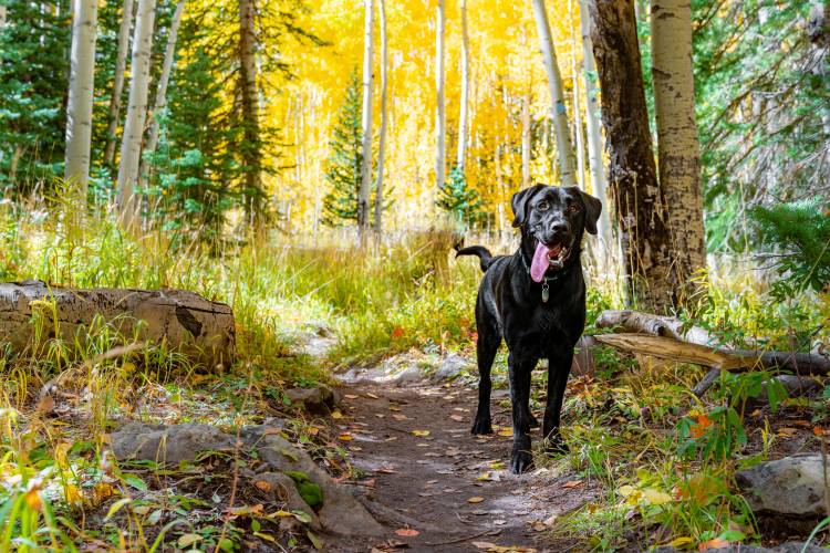 black lab in colorado mountain trails