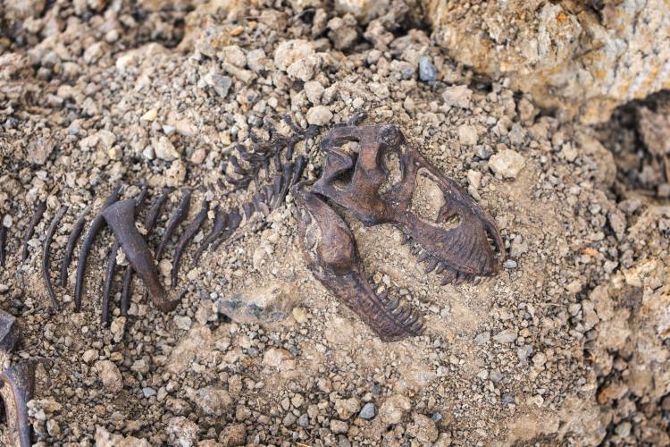 Tyrannosaurus rex fossil skull and skeleton in the ground.