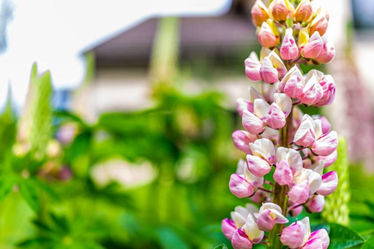 Spring in the Vail Village