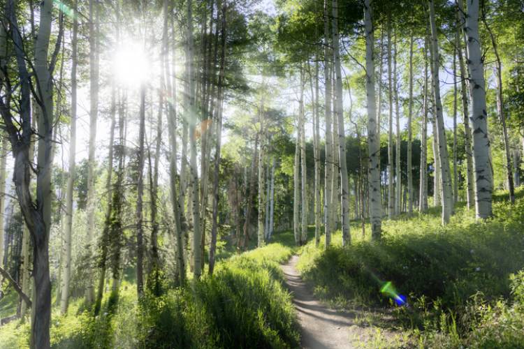 Summer in Vail, Colorado