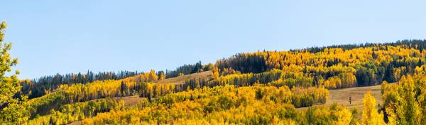 Fall Aspen trees in vail